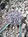 Allium scotostemon • پیاز سیاهپرچم