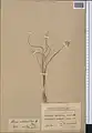 Allium sabulosum • پیاز شن‌روی