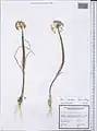 Allium sabulosum • پیاز شن‌روی