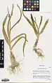 Allium vavilovii • پیاز خودروی