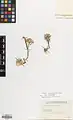Allium monophyllum • پیاز تک‌برگ