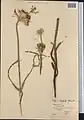 Allium regelii • پیاز ترکمنی