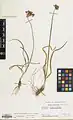 Allium xiphopetalum • پیاز گلپوشخنجری