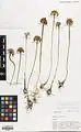 Allium laeve • پیاز بدونکرک