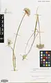 Allium umbilicatum • پیاز چتری
