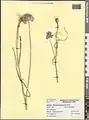 Allium erubescens • پیاز رودباری