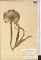 Allium caspium • پیاز خزری