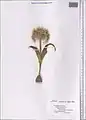 Allium caspium • پیاز خزری