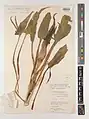 Eminium heterophyllum • بهارآمد کردستانی