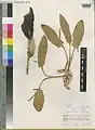 Eminium heterophyllum • بهارآمد کردستانی