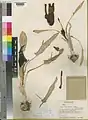 Eminium heterophyllum • بهارآمد کردستانی