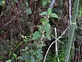 Cistus salviifolius • شبه رز