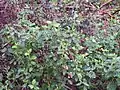 Cistus salviifolius • شبه رز