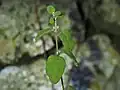 Cistus salviifolius • شبه رز