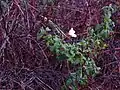 Cistus salviifolius • شبه رز