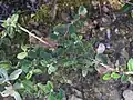 Cistus salviifolius • شبه رز