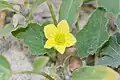 Cucumis prophetarum • خربزه پیغمبری