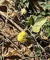 Cucumis prophetarum • خربزه پیغمبری