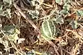 Cucumis prophetarum • خربزه پیغمبری
