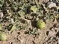 Cucumis prophetarum • خربزه پیغمبری