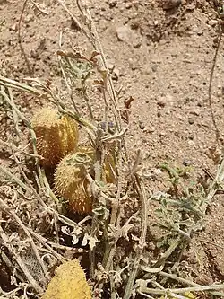 Cucumis prophetarum • خربزه پیغمبری