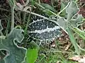 Cucumis prophetarum • خربزه پیغمبری