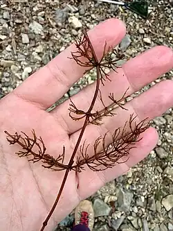 Ceratophyllum demersum • علف شاخی غوطهور