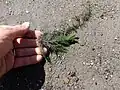 Ceratophyllum demersum • علف شاخی غوطهور
