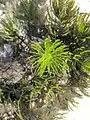 Ceratophyllum demersum • علف شاخی غوطهور