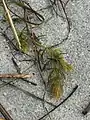 Ceratophyllum demersum • علف شاخی غوطهور