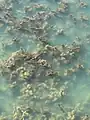 Ceratophyllum demersum • علف شاخی غوطهور