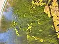 Ceratophyllum demersum • علف شاخی غوطهور