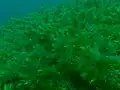 Ceratophyllum demersum • علف شاخی غوطهور
