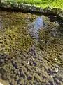 Ceratophyllum demersum • علف شاخی غوطهور