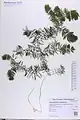 Ceratophyllum submersum • علف شاخی شناور