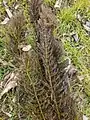 Ceratophyllum submersum • علف شاخی شناور
