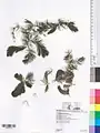 Ceratophyllum submersum • علف شاخی شناور