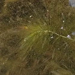 Ceratophyllum submersum • علف شاخی شناور