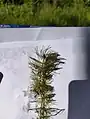 Ceratophyllum submersum • علف شاخی شناور