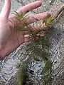 Ceratophyllum submersum • علف شاخی شناور