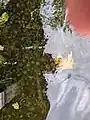 Ceratophyllum submersum • علف شاخی شناور
