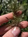 Ceratophyllum submersum • علف شاخی شناور