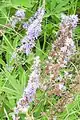 Vitex pseudo-negundo • درخت پاکدامنی