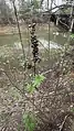 Vitex pseudo-negundo • درخت پاکدامنی