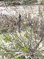 Vitex pseudo-negundo • درخت پاکدامنی