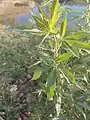 Vitex pseudo-negundo • درخت پاکدامنی