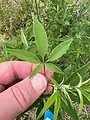 Vitex pseudo-negundo • درخت پاکدامنی