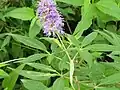 Vitex pseudo-negundo • درخت پاکدامنی