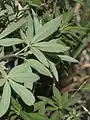 Vitex pseudo-negundo • درخت پاکدامنی