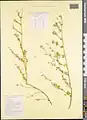 Cuscuta planiflora • سس همدانی